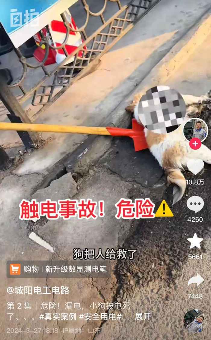 我,800万人心中的福尔摩斯,侦破小狗被电死案,粉丝想拜我为师__财经头条