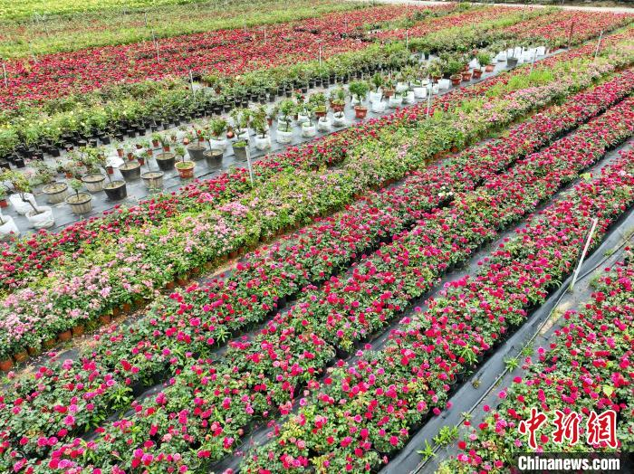 杭州"高架花廊"靓丽 探访浪漫花路"后花园"