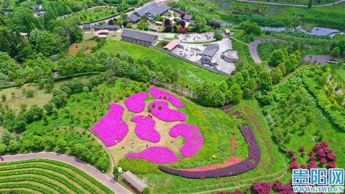 【爽爽贵阳等你来】花画小镇繁花似锦,七彩地毯等你来拍