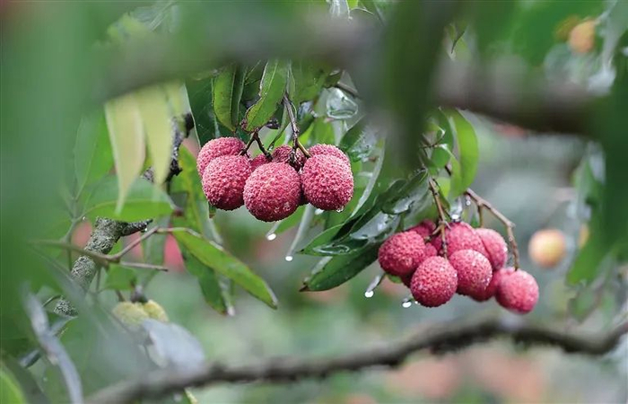 澄迈县桥头镇无核荔枝已成为我省优质农产品品牌。图片来源：海南日报