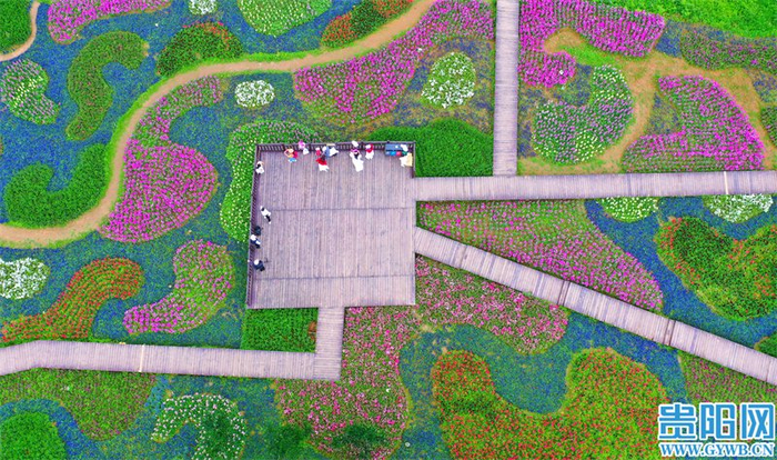 【爽爽贵阳等你来】花画小镇繁花似锦,七彩地毯等你来拍