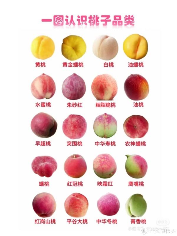 认识桃子的种类