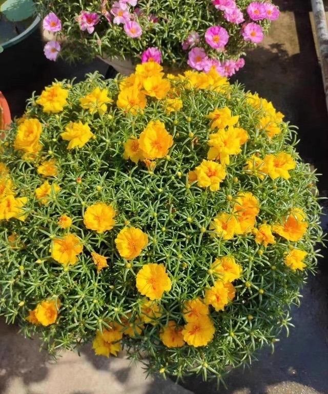 养太阳花,就用一个方法,开花量增加20倍,鲜艳多姿开成大花球