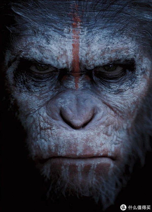 詹姆斯黑猩猩图片