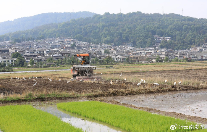 保山腾冲:初夏农忙 白鹭伴耕