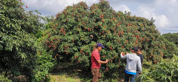 图片来源：万宁发布厅