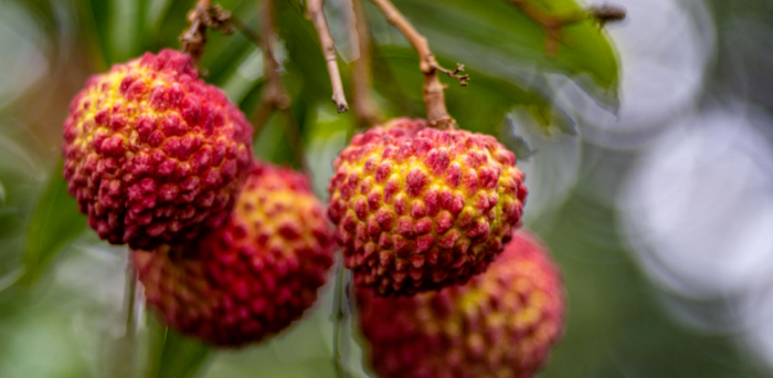 海口永兴镇羊山腹地的荔枝王荔枝。图片来源：海南日报