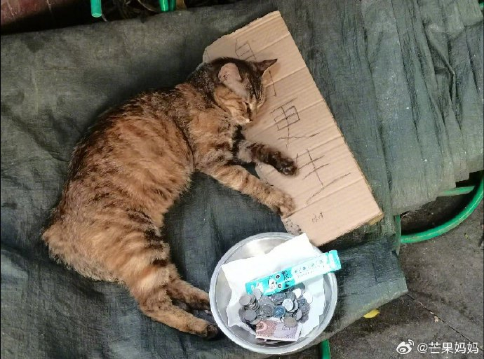 这年头猫要饭都比人挣得多了吗