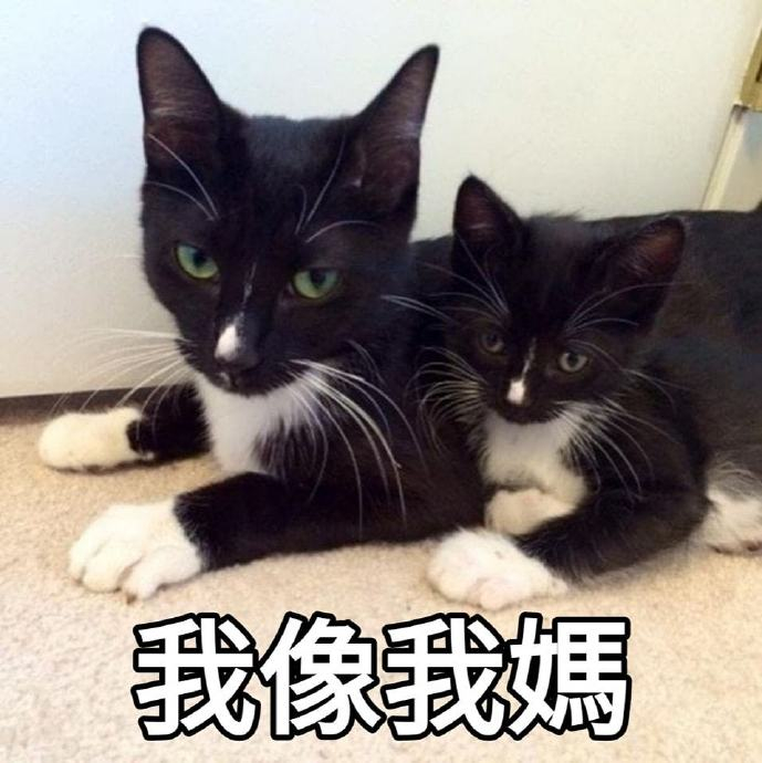 母亲节猫猫表情包