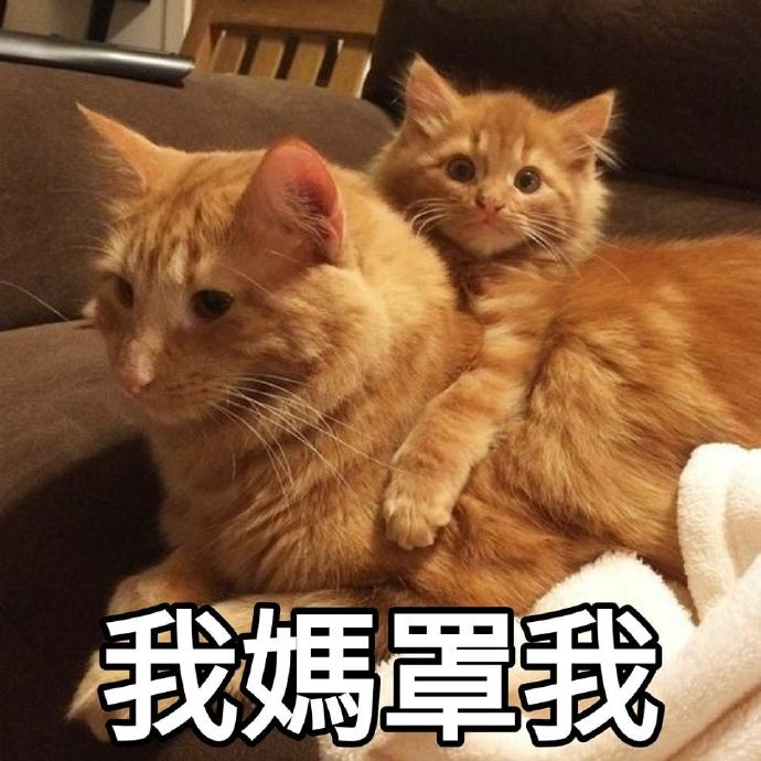 母亲节猫猫表情包