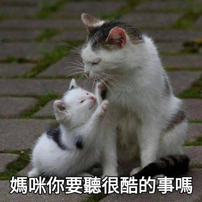 母亲节猫猫表情包