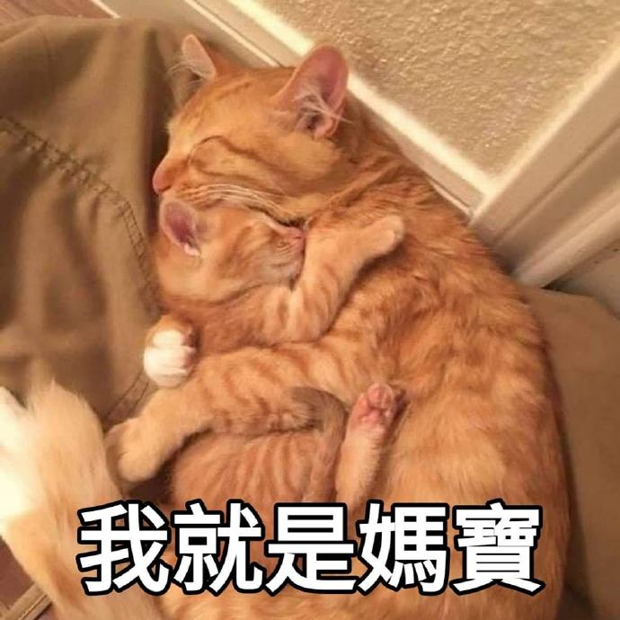 母亲节猫猫表情包