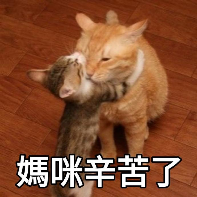 母亲节猫猫表情包