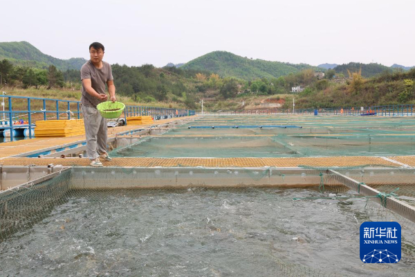 姚浪通过喂食引出水底的鱼。新华社记者 向定杰 摄