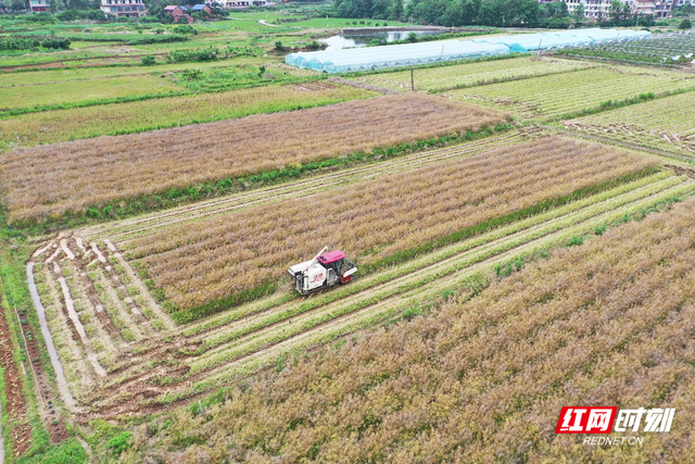 【组图】湖南祁东:机收减损 颗粒归仓