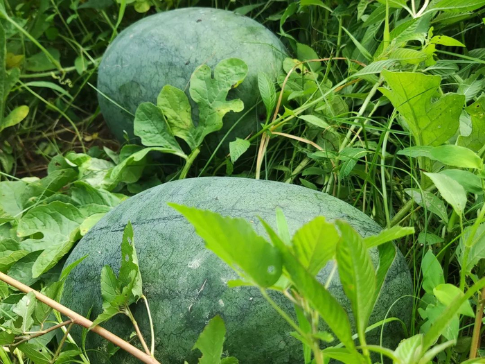 △图源 广宁发布