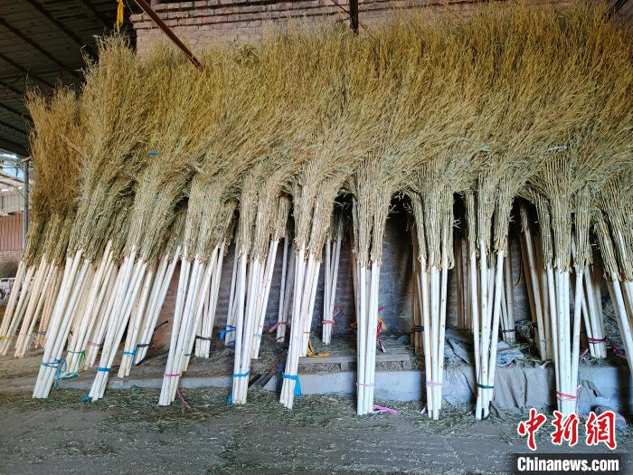 探访华北最大扫帚加工集散地 河北赵县"金枝扫帚"俏销