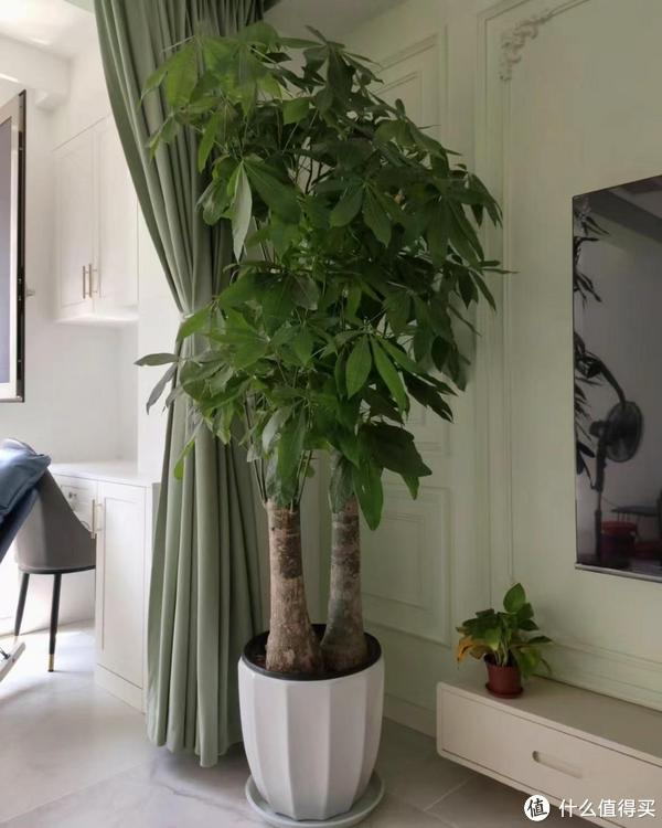 家里摆放绿植,尽量不要放在这"3方位",不是迷信,都有所依据