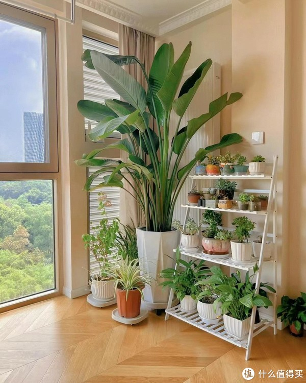 家里摆放绿植,尽量不要放在这"3方位",不是迷信,都有所依据