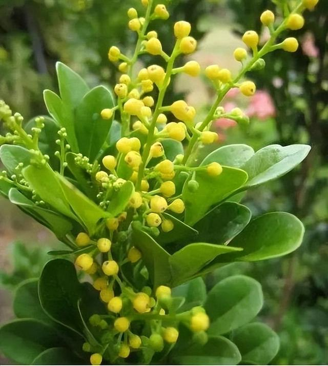 养米兰花,记住"3个"技巧,开花不断,花繁叶茂,长叶又开花