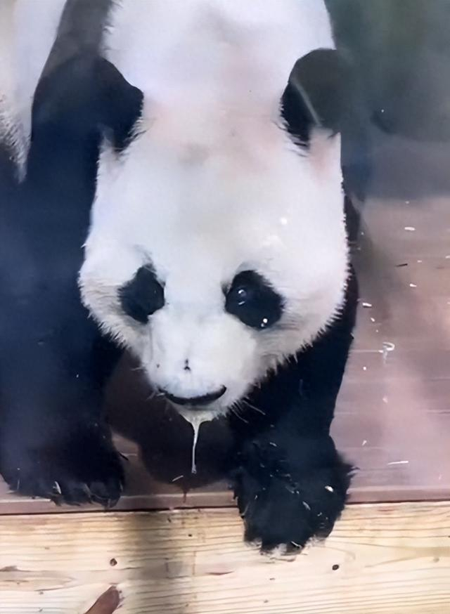 旅美大熊猫"洋洋"口吐白沫,饿得啃墙皮?成都基地回应