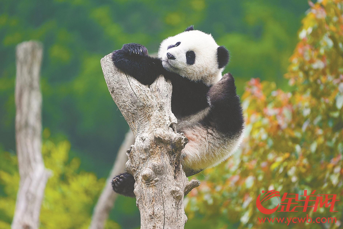 研究中心卧龙神树坪基地,熊猫幼崽在树上玩耍图/羊城晚报记者 周巍