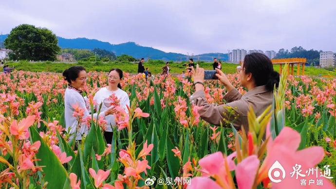 德化月亮湾人工湿地公园美人蕉盛开绘彩卷|德化|彩卷|美人蕉_新浪新闻