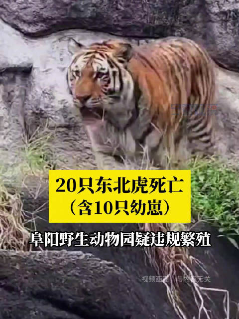 5月13日,据媒体报道,安徽阜阳野生动物园多只动物非正常死亡