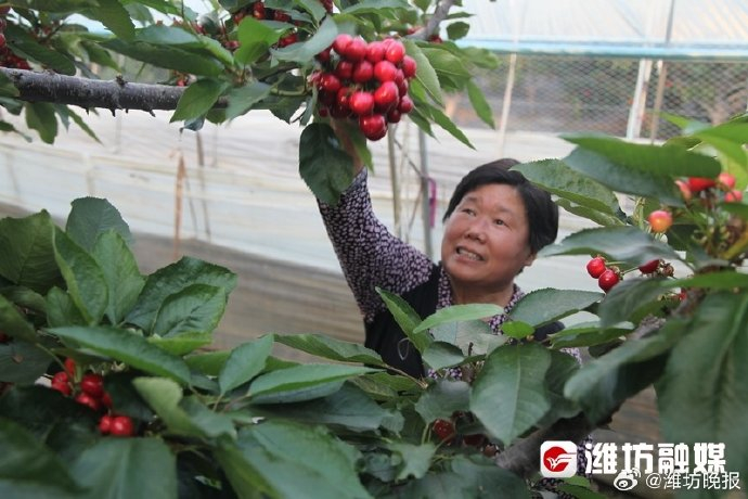 更好潍坊·村村有好戏丨打造高品质"果篮子" 带领群众增收致富