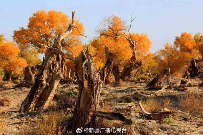 跟着演出去旅行 |看演出,免费游景区!|伊吾胡杨林|新疆|景区_新浪新闻