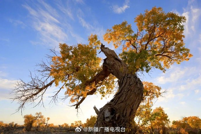 跟着演出去旅行 |看演出,免费游景区!|伊吾胡杨林|新疆|景区_新浪新闻