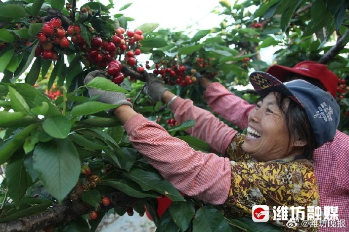 更好潍坊·村村有好戏丨打造高品质"果篮子" 带领群众增收致富
