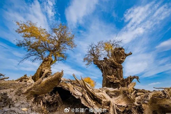 跟着演出去旅行 |看演出,免费游景区!|伊吾胡杨林|新疆|景区_新浪新闻