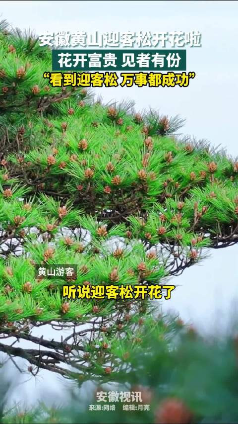 安徽黄山千年迎客松开花了