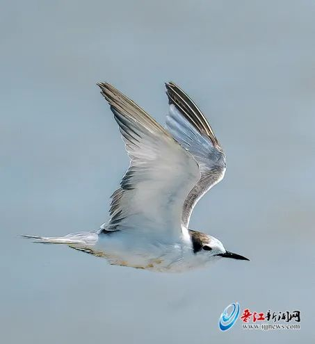 燕鸥|围头湾|鸟类_新浪新闻