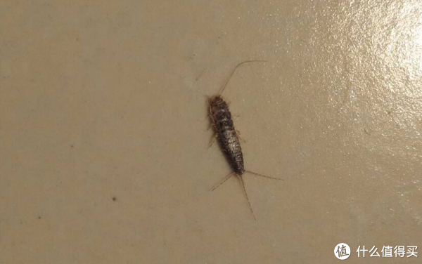 家里有衣鱼虫,用什么药效果最好|鱼虫|房间|衣物_新浪新闻