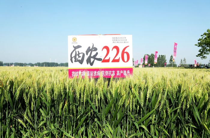 陕西首个通过旱地水地双审的小麦品种"西农226"落户河南大面积推广