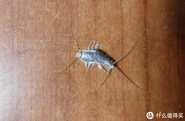 家里有衣鱼虫,用什么药效果最好|鱼虫|房间|衣物_新浪新闻