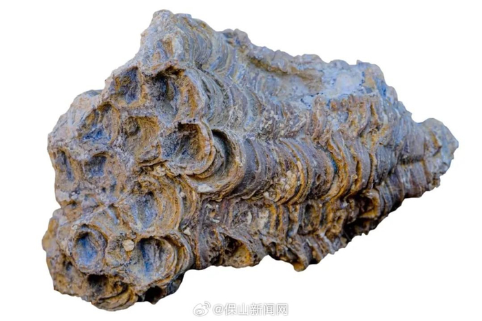 地质宝库·珊瑚类化石