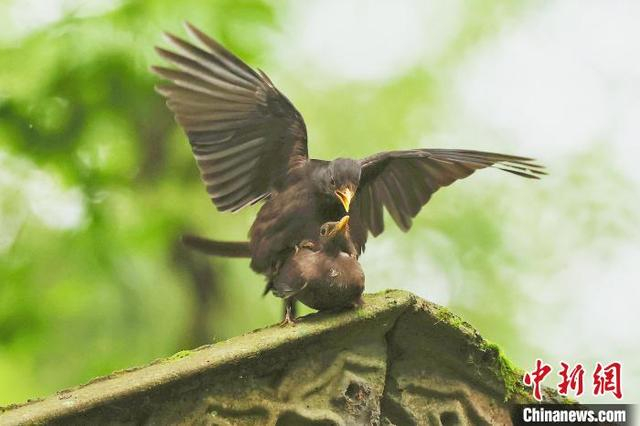 乌鸫在进行“踩背”。刘军权 摄 
