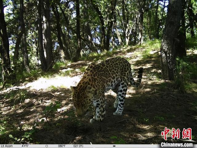 陕西旬邑:马栏石门林区金钱豹频繁"出镜"