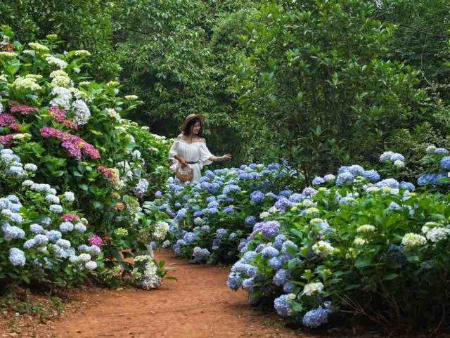 美好生活在云南|昆明郊野公园:满园绣球花盛开,缤纷多彩美如画