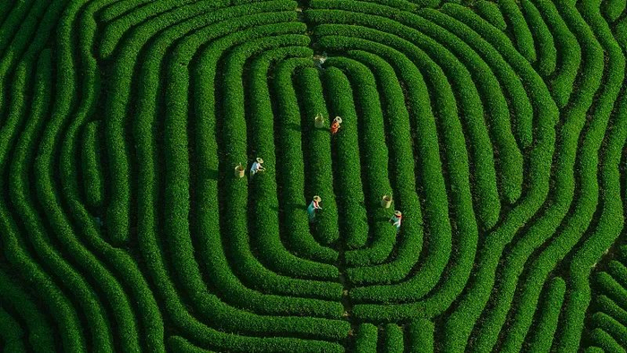 身不对茶,小心越喝越差?