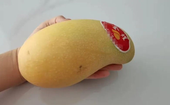 图：金煌芒  作者拍摄