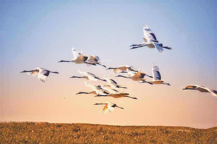 玩转龙江|扎龙湿地赏鹤|丹顶鹤|扎龙湿地|扎龙国家级自然保护区_新浪