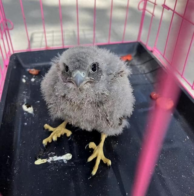 每年救助五十余只红隼 这种猛禽缘何聚集郑州