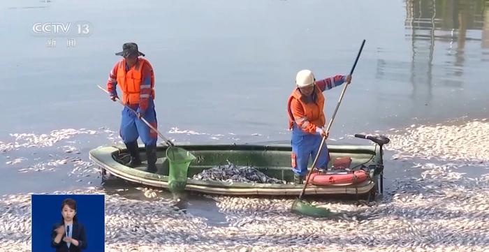海口红城湖鱼类大量死亡原因公布：多轮降水致湖水盐度降低