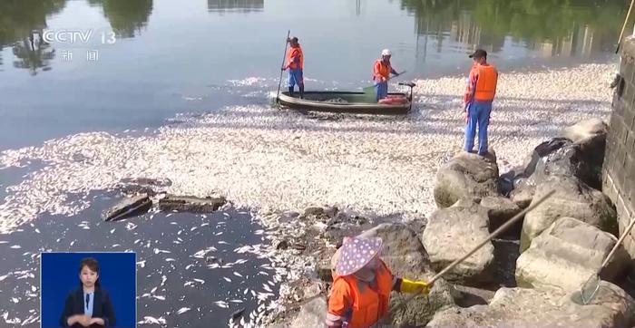 海口红城湖鱼类大量死亡原因公布：多轮降水致湖水盐度降低