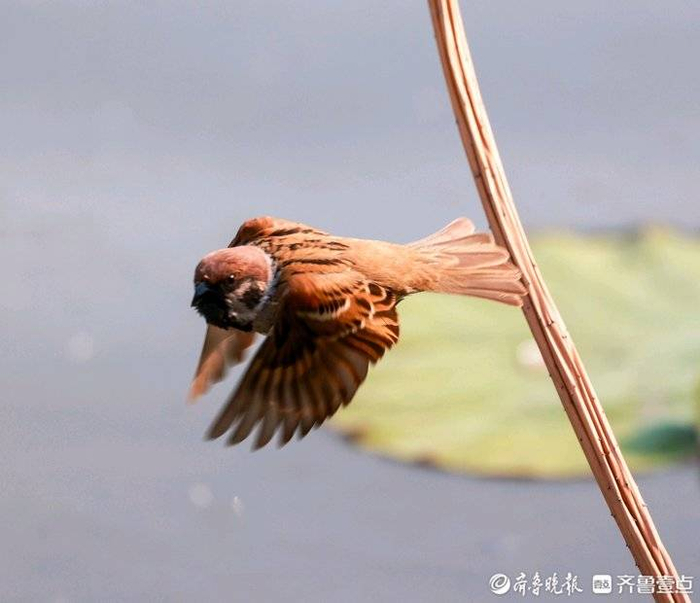 麻雀也是鸟