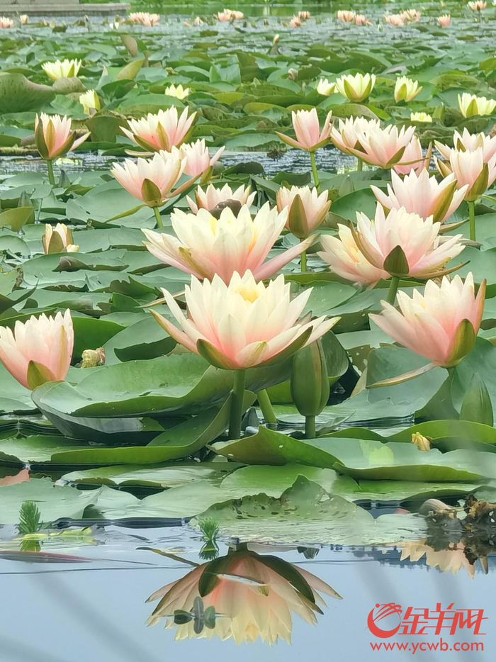 花漾龙水湖"动"起来 有生态更有业态